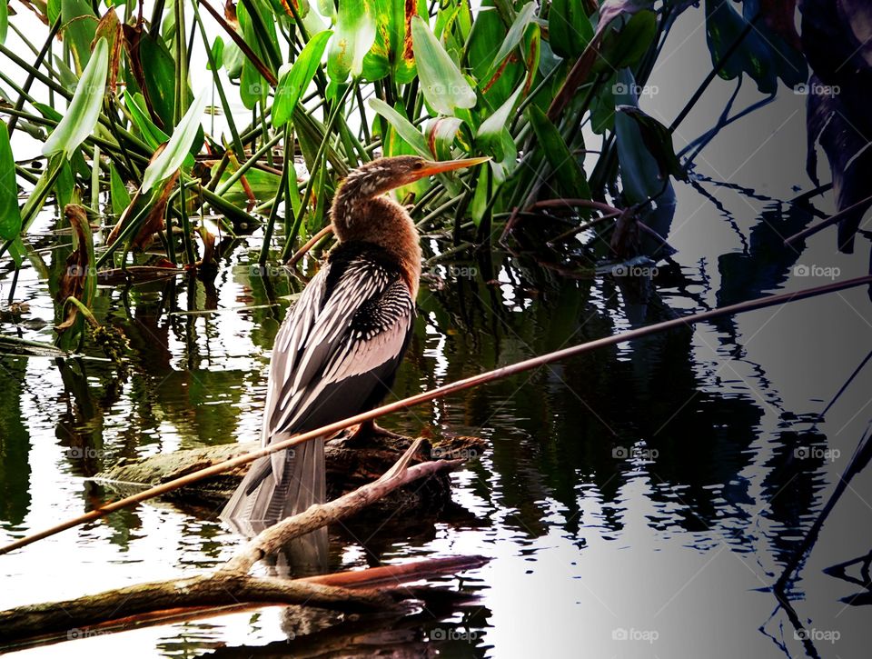 Anhinga bird sunning in the wetlands.