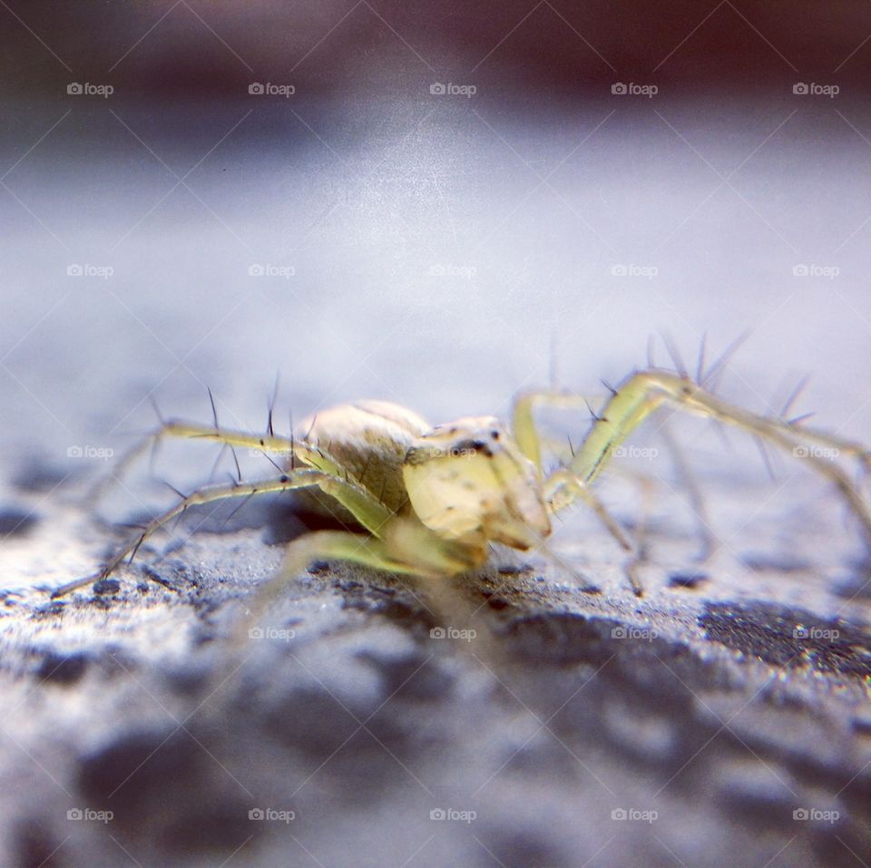 Spider  | Photo with iPhone 5S + Macro lens.