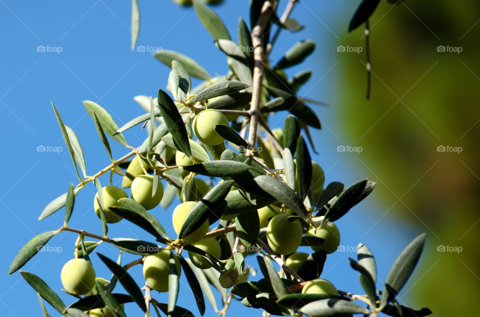 Olive tree 