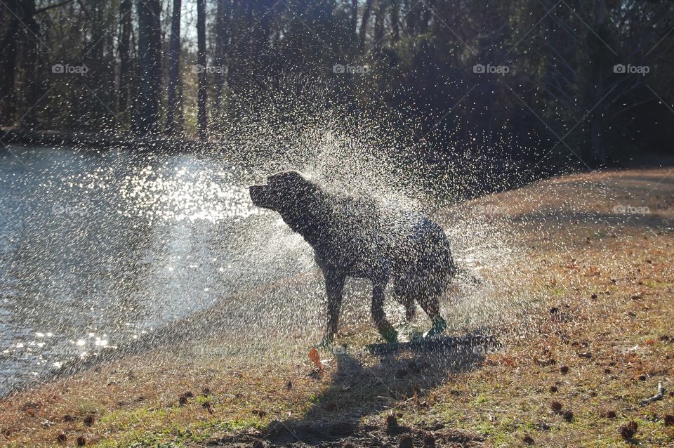 Jackson the black Labrador shakes off lake water after a swim. 