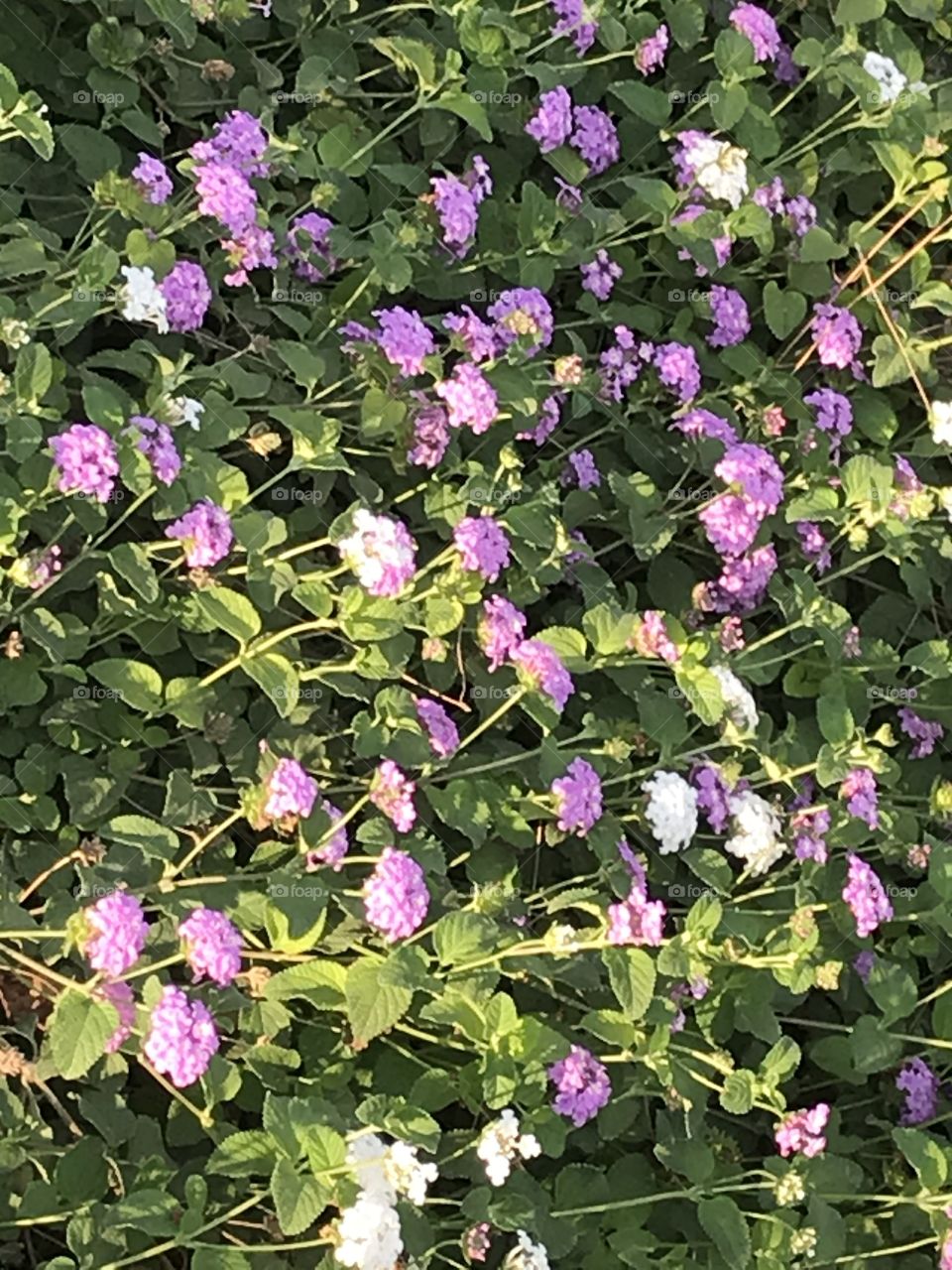 Beautiful flowers to brighten up the rest of one’s day.