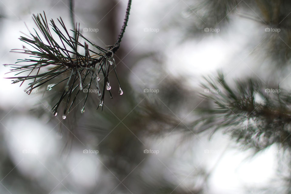 Needles of spruce branch and water drop