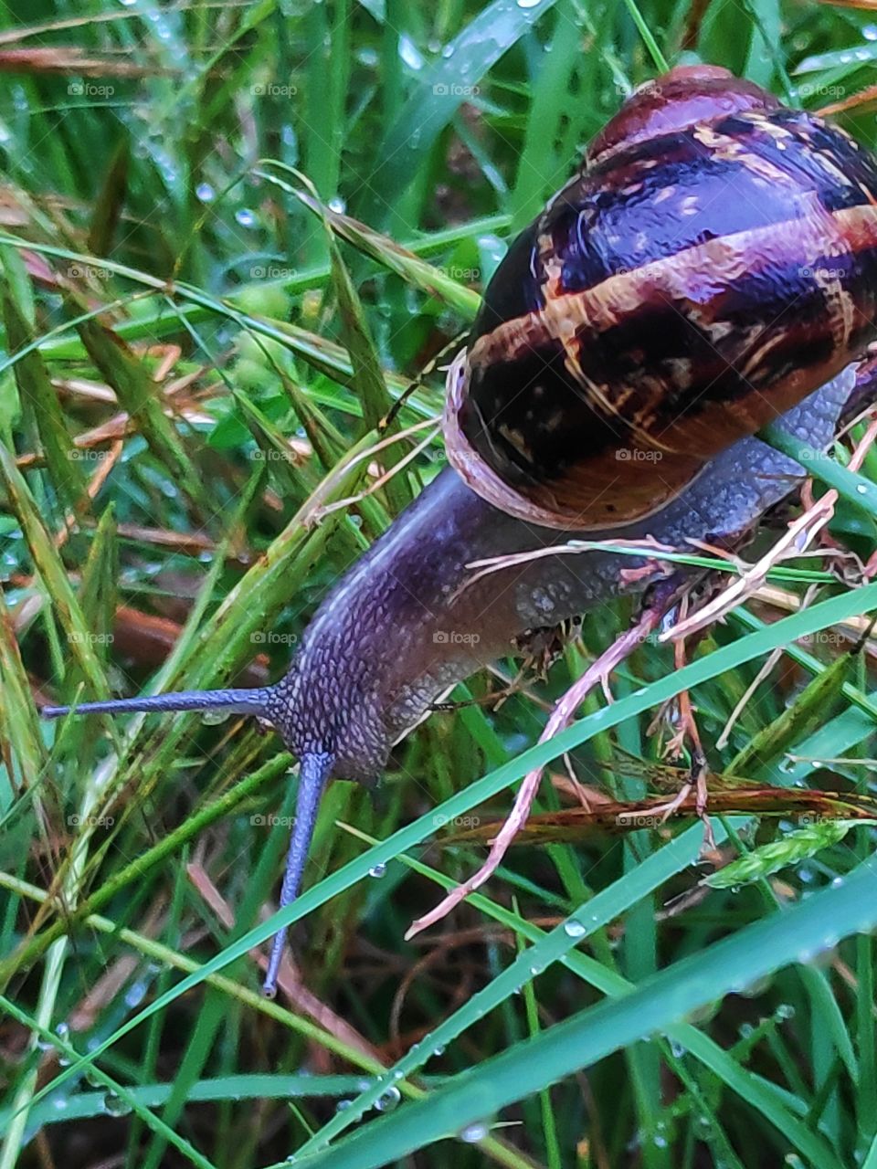 Cute little snail on grass