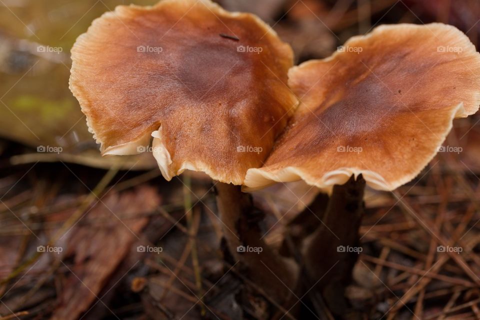 Double Wild Mushroom 