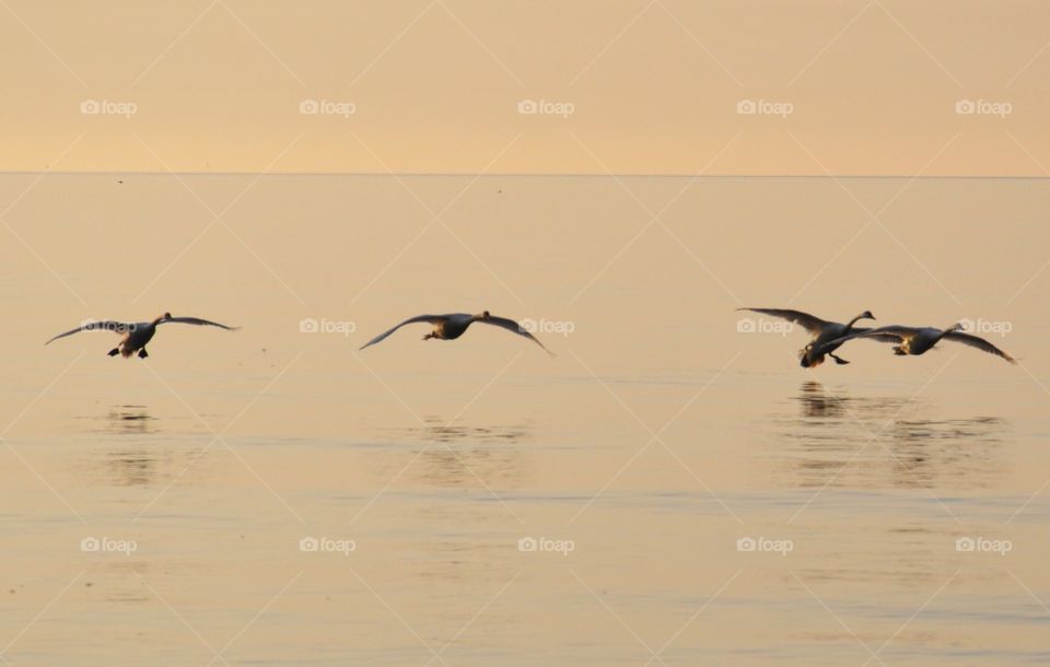 Landing swans during the sunrise over the Baltic Sea in Poland 