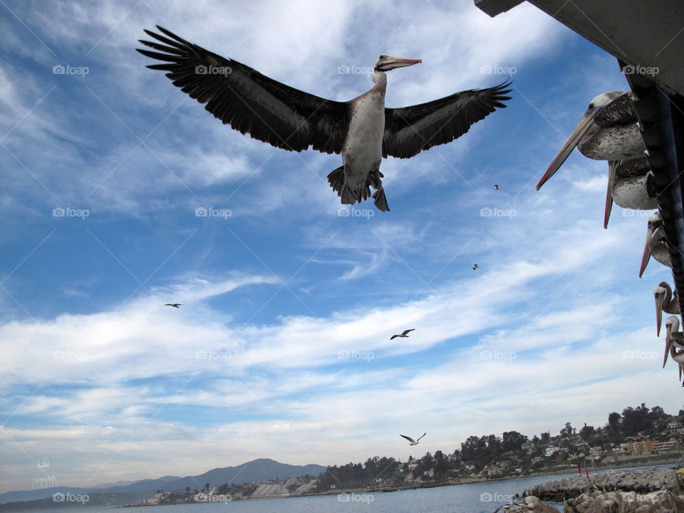 PELICAN IN FLIGHT (for Tony Montana) ~ Leonardo Kubrick