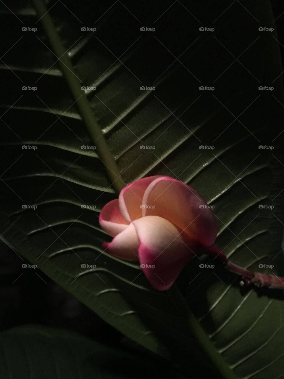 Plumeria Bud