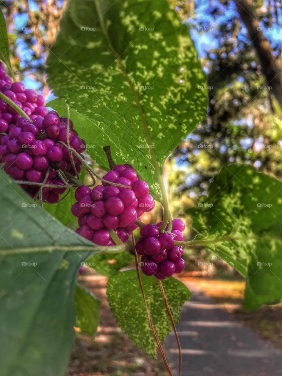 Berry fruits in park