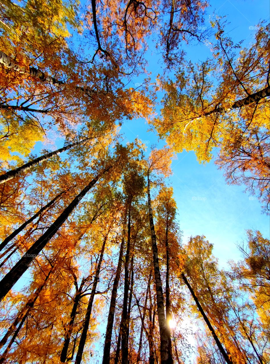 Autumn.  Multicolored autumn trees stretch towards the blue sky.  The tops of the trees closed with each other.  Bottom view