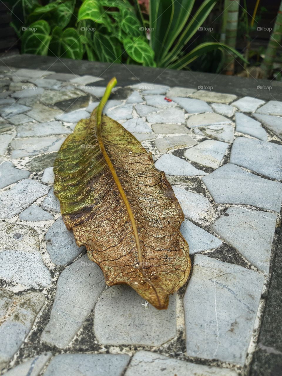 A single fallen old leaf lies on the ground