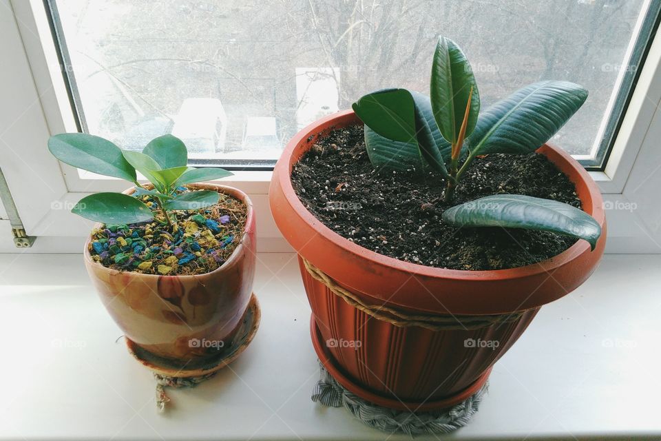 Ficus indoor plants uplifting