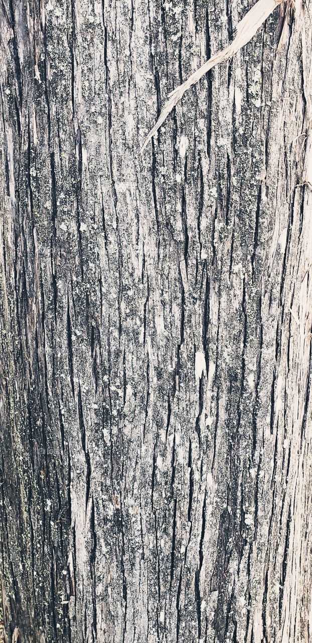 closeup of treebark