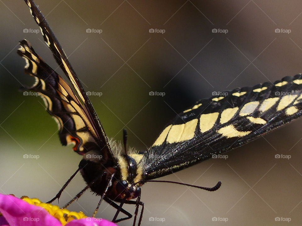 Butterfly horizontal view