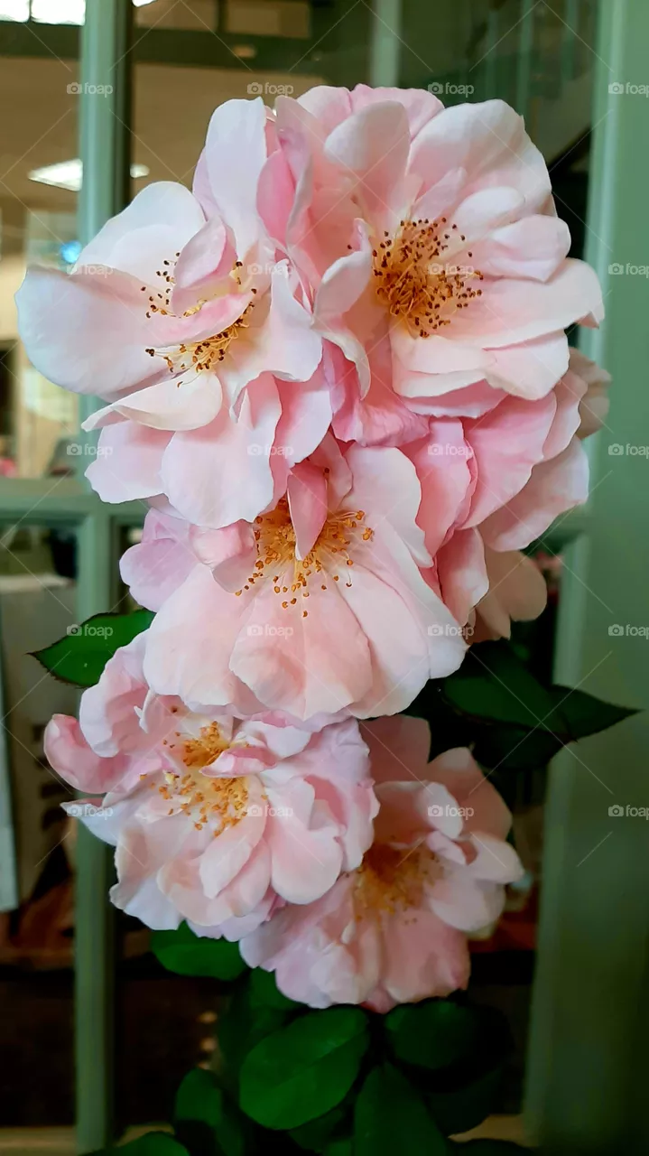 Garden roses.