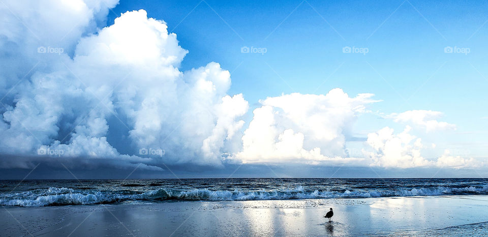 Waiting bird in sea of blue.