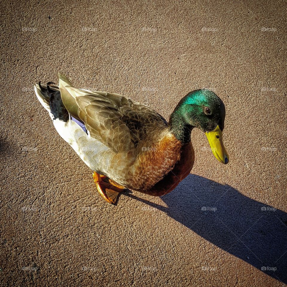 Close-up of Mallard Duck