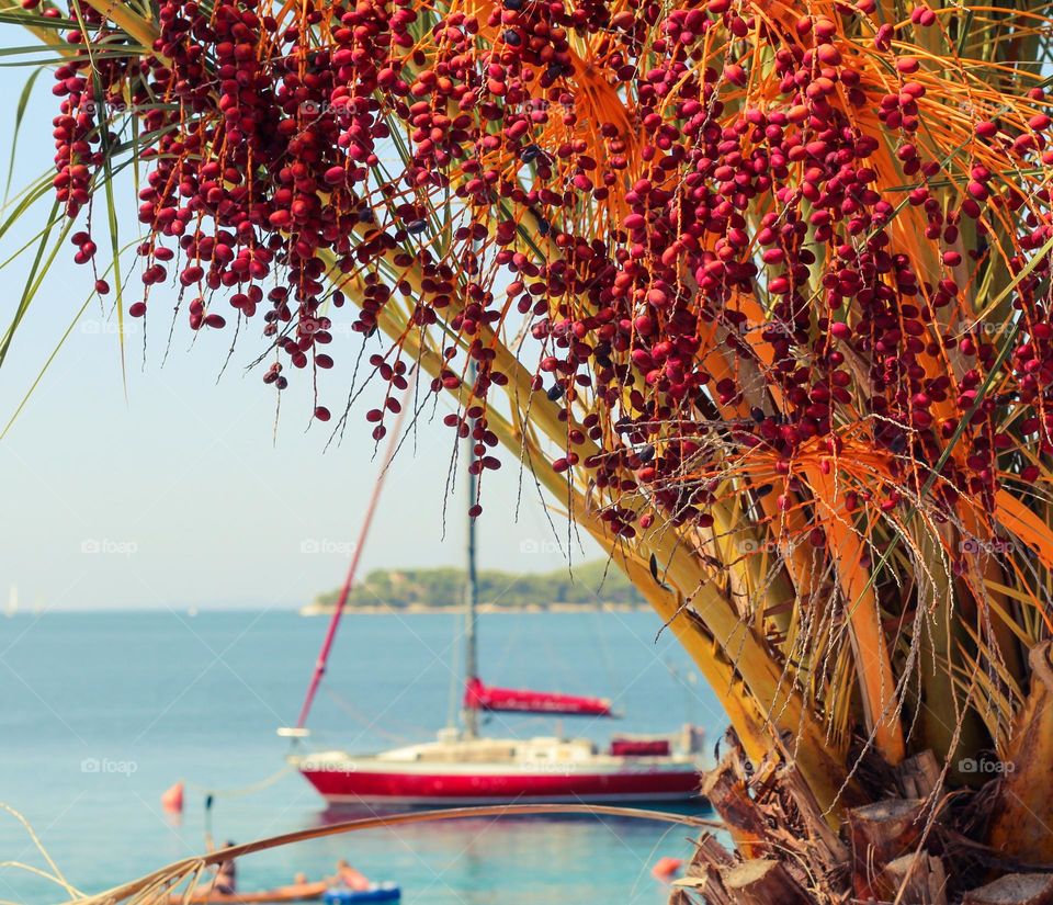 Seascape.  Close up of a palm tree with beautiful orange-red fruits.  A red ship in the background