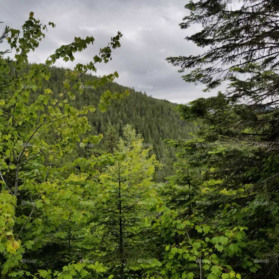 green trees and mountain ridge under a cloudy sky on a summer hike