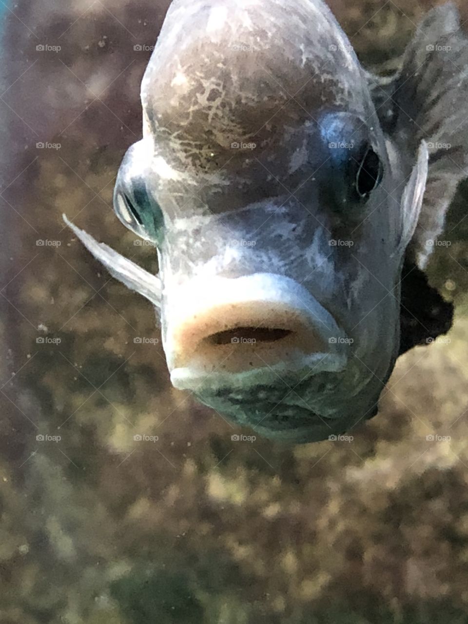 Big lip fish 2