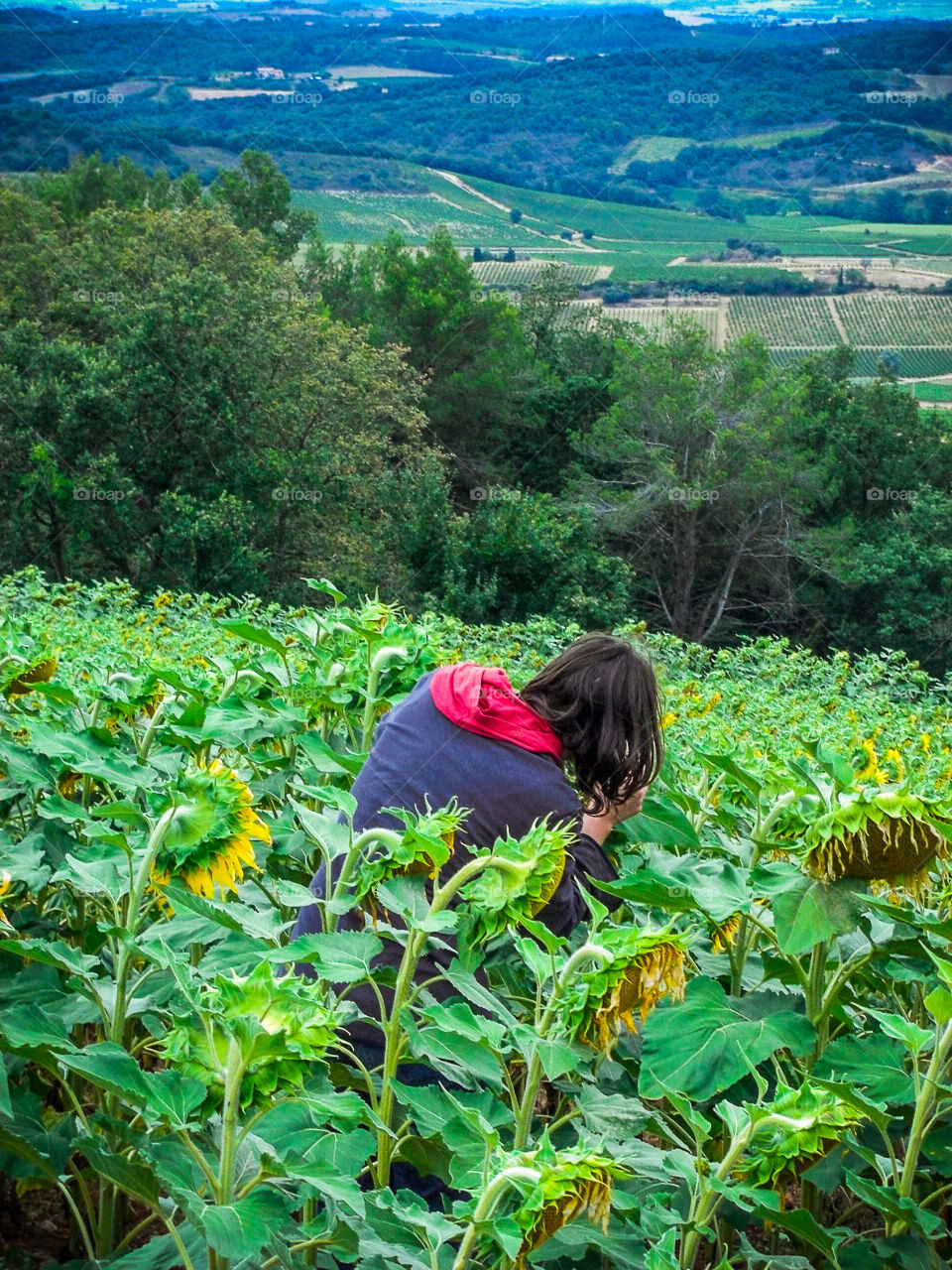 Sunflower fields