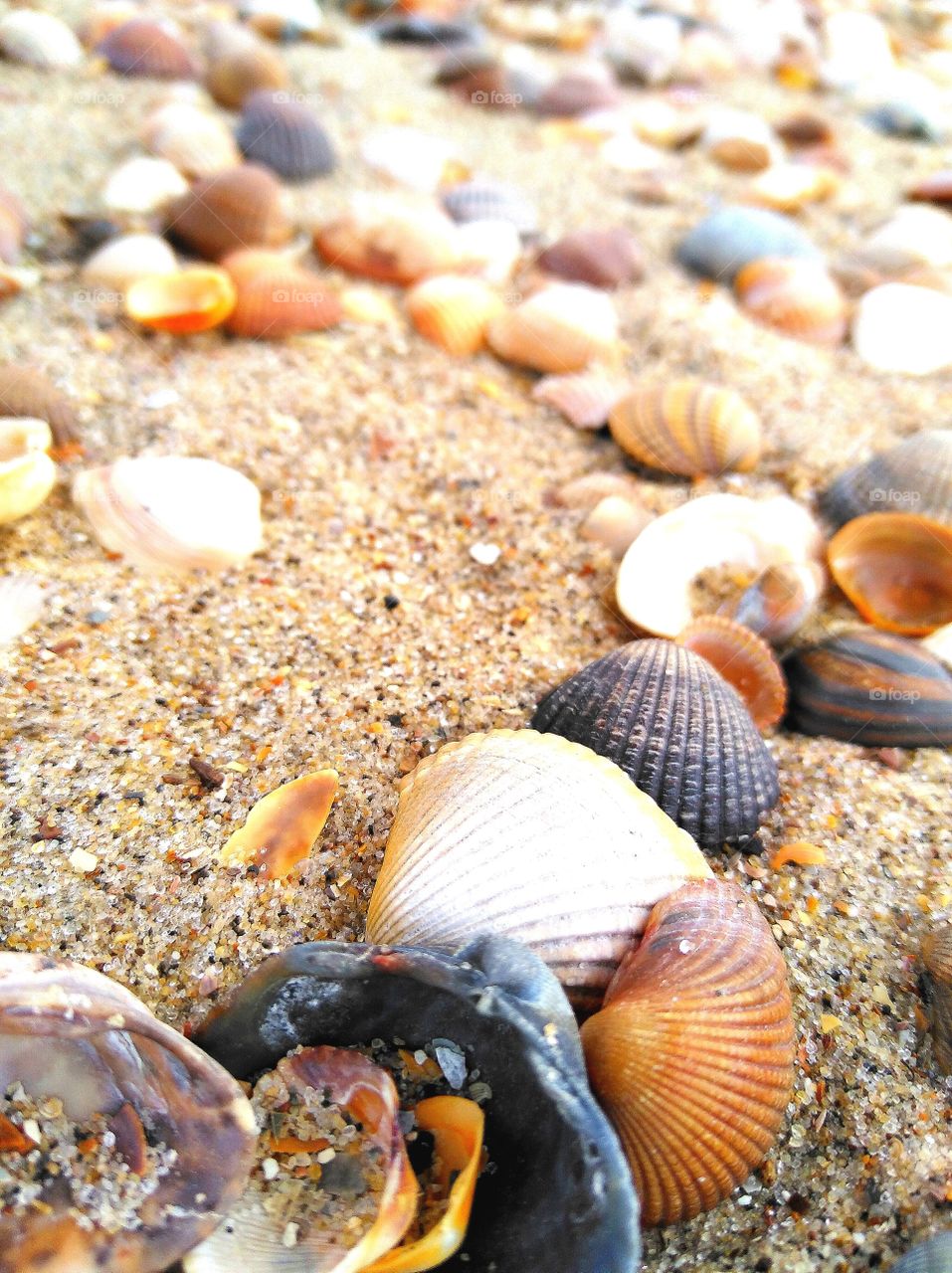 shells