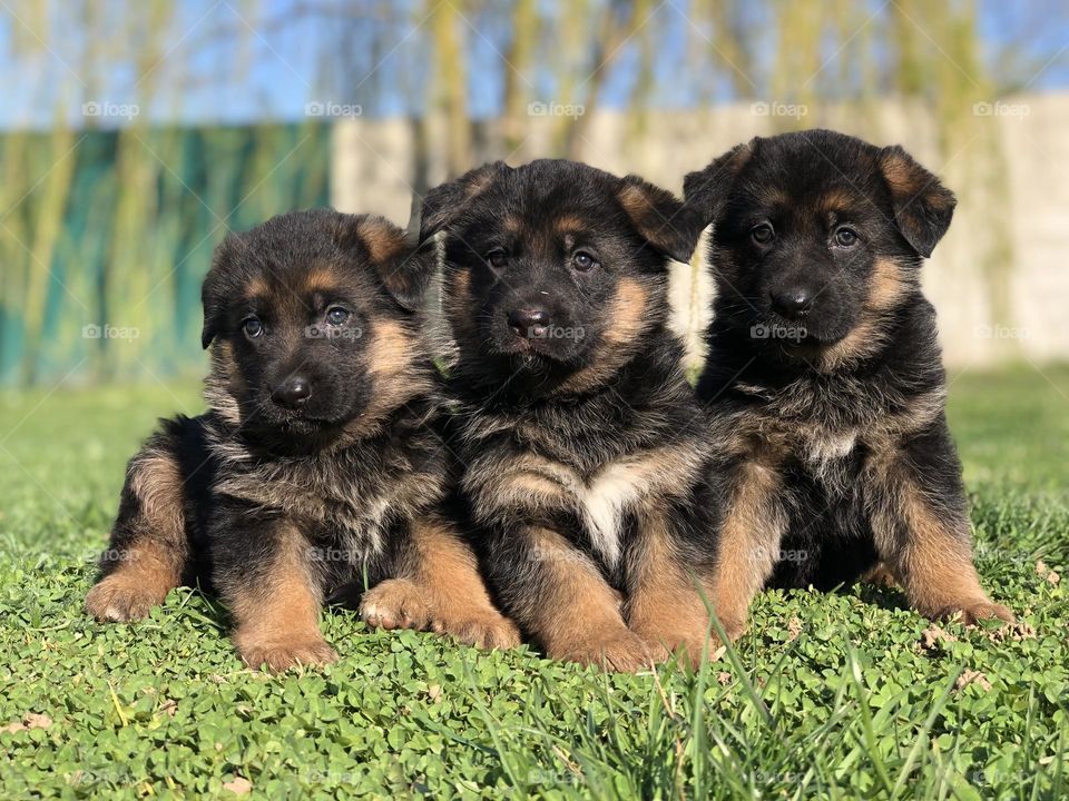 Adorable German Shepherd puppies