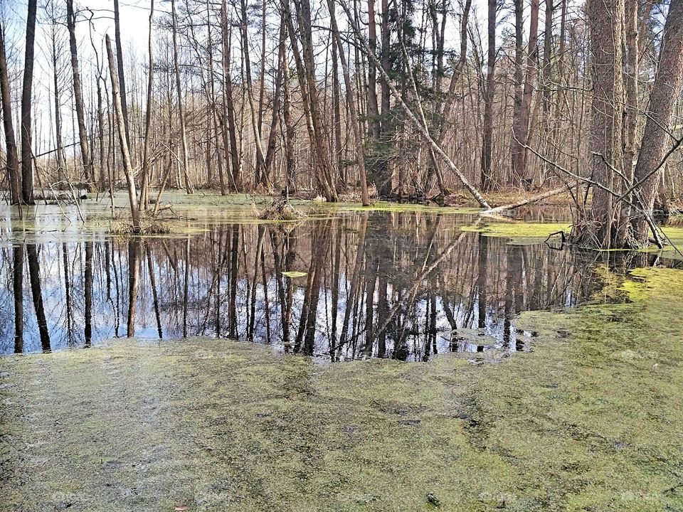 весенний лес,зеркальная поверхность болота, ряска на,тепло и солнечно воде