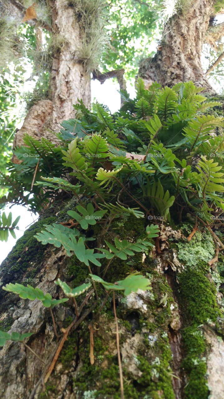 Ferns on a tree