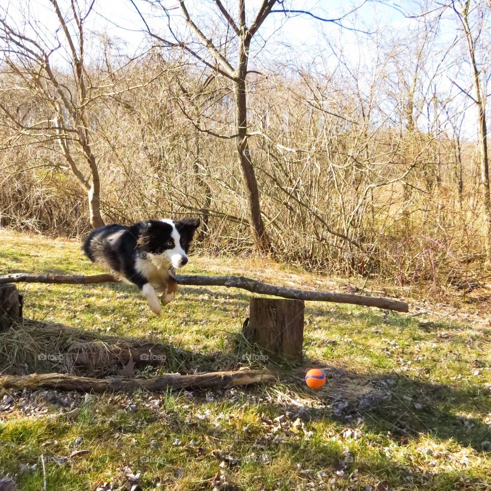 Dog jumping log in forest