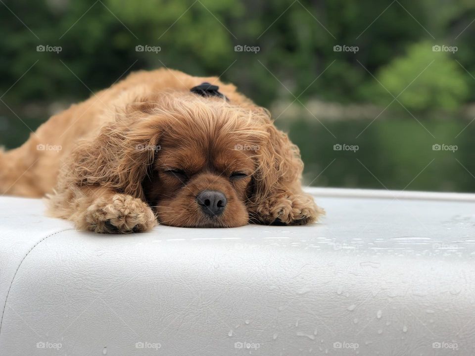 Sweet boy Cavalier King Charles Spaniel sleeping on a boat