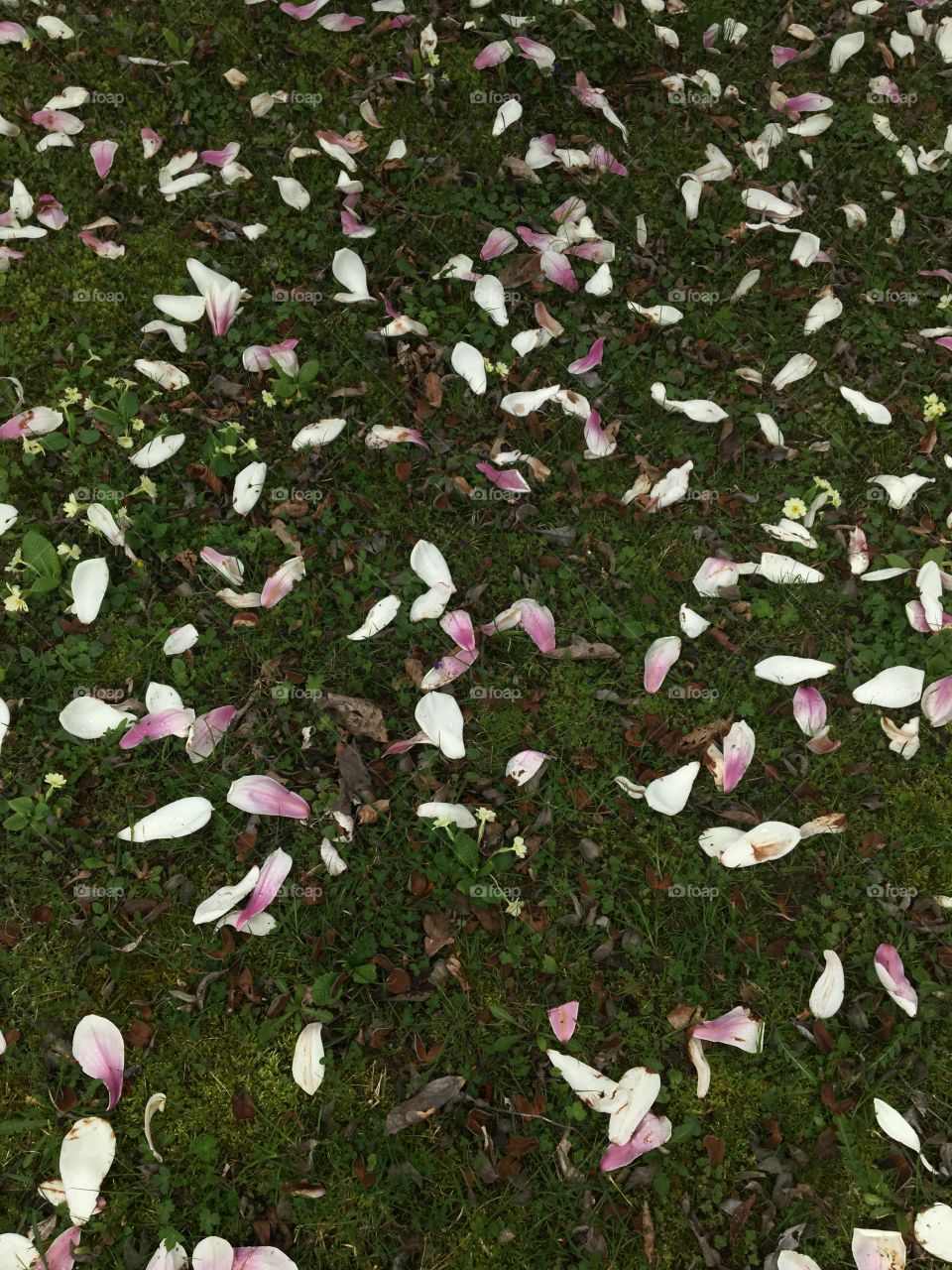 Grass with magnolia petals 
