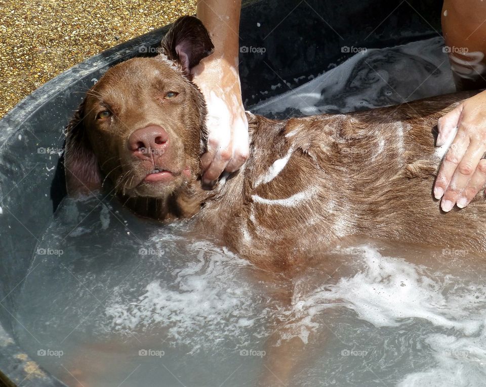 A person washing dog in a bathtub