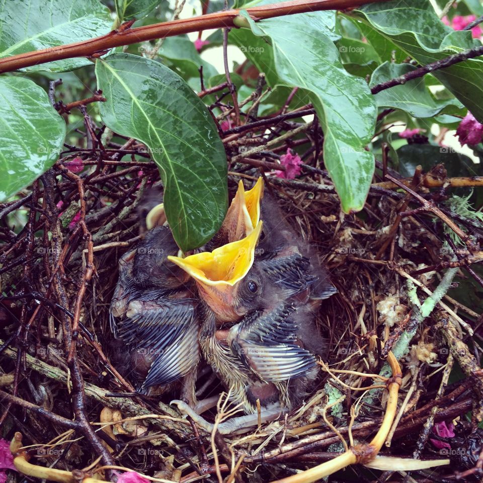 Baby Mockingbirds. Baby mockingbirds in nest