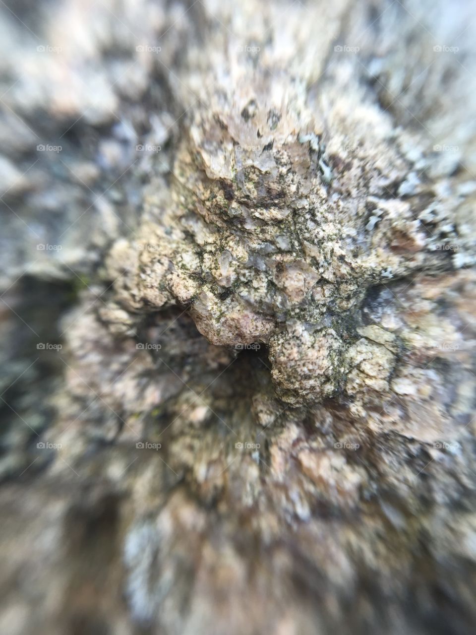 Abstract tree bark closeup