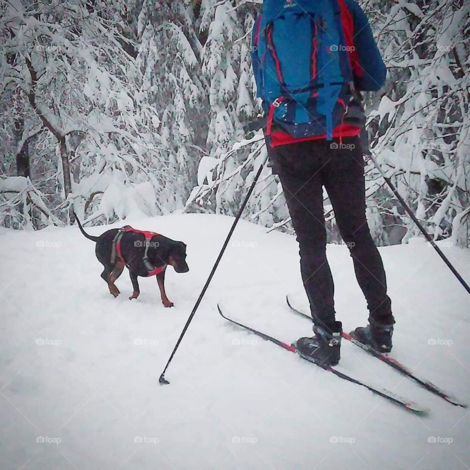 ski dog