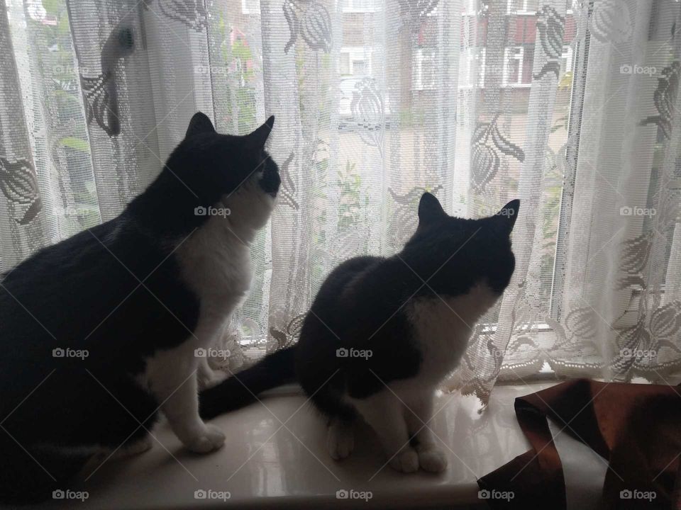 cats watching
