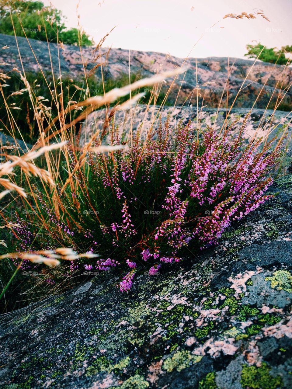 View of plant