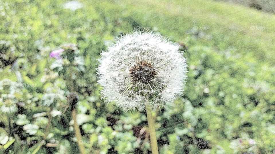 dandelion art