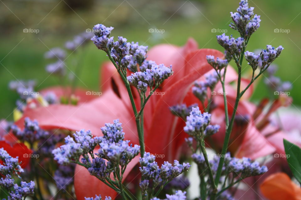Lavender limoniums and red lily