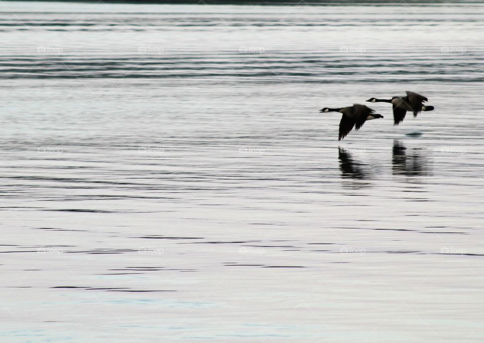 in flight.  two geese gliding over the lake