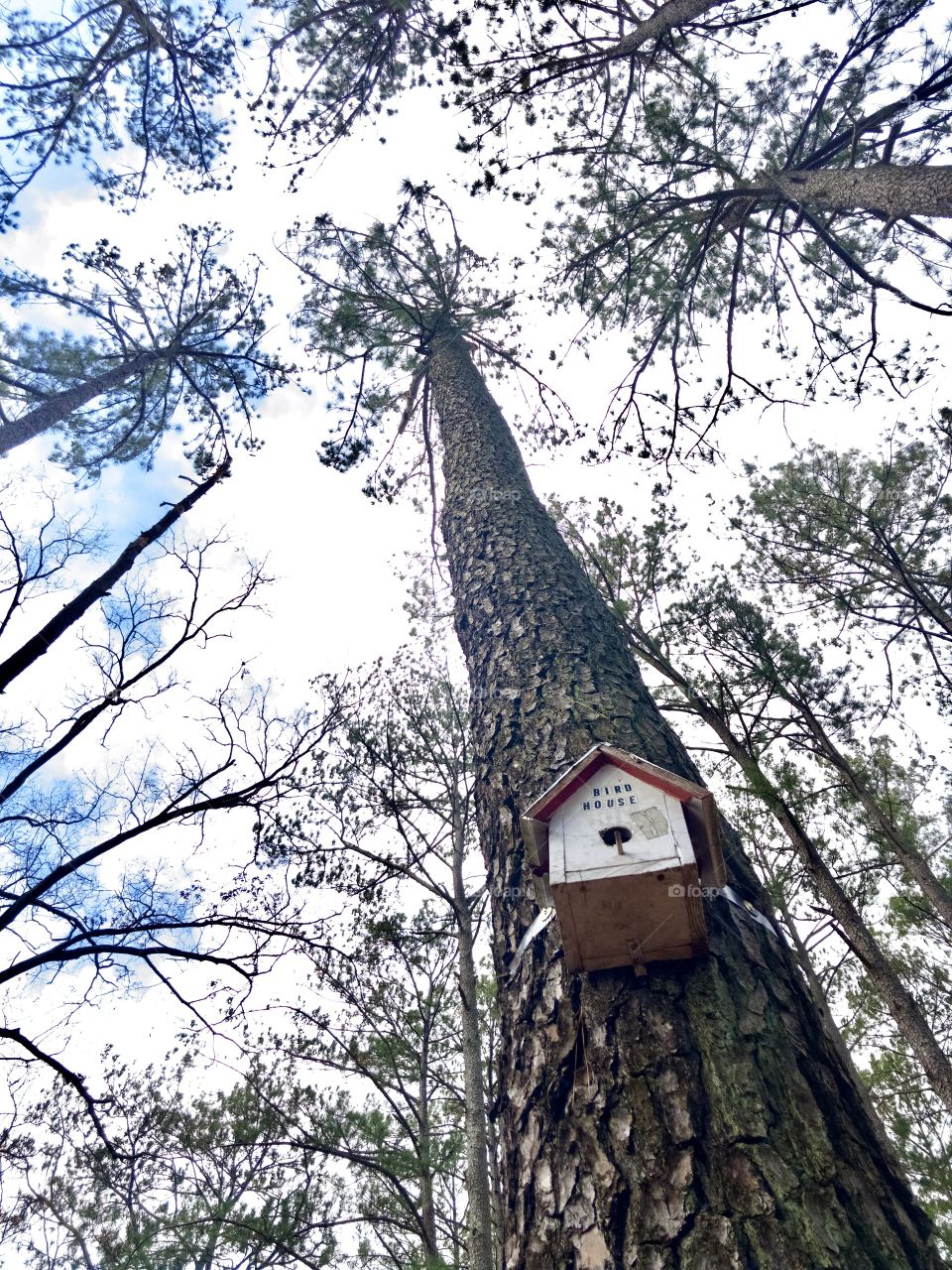 Low angle view of tall pines converging to sky