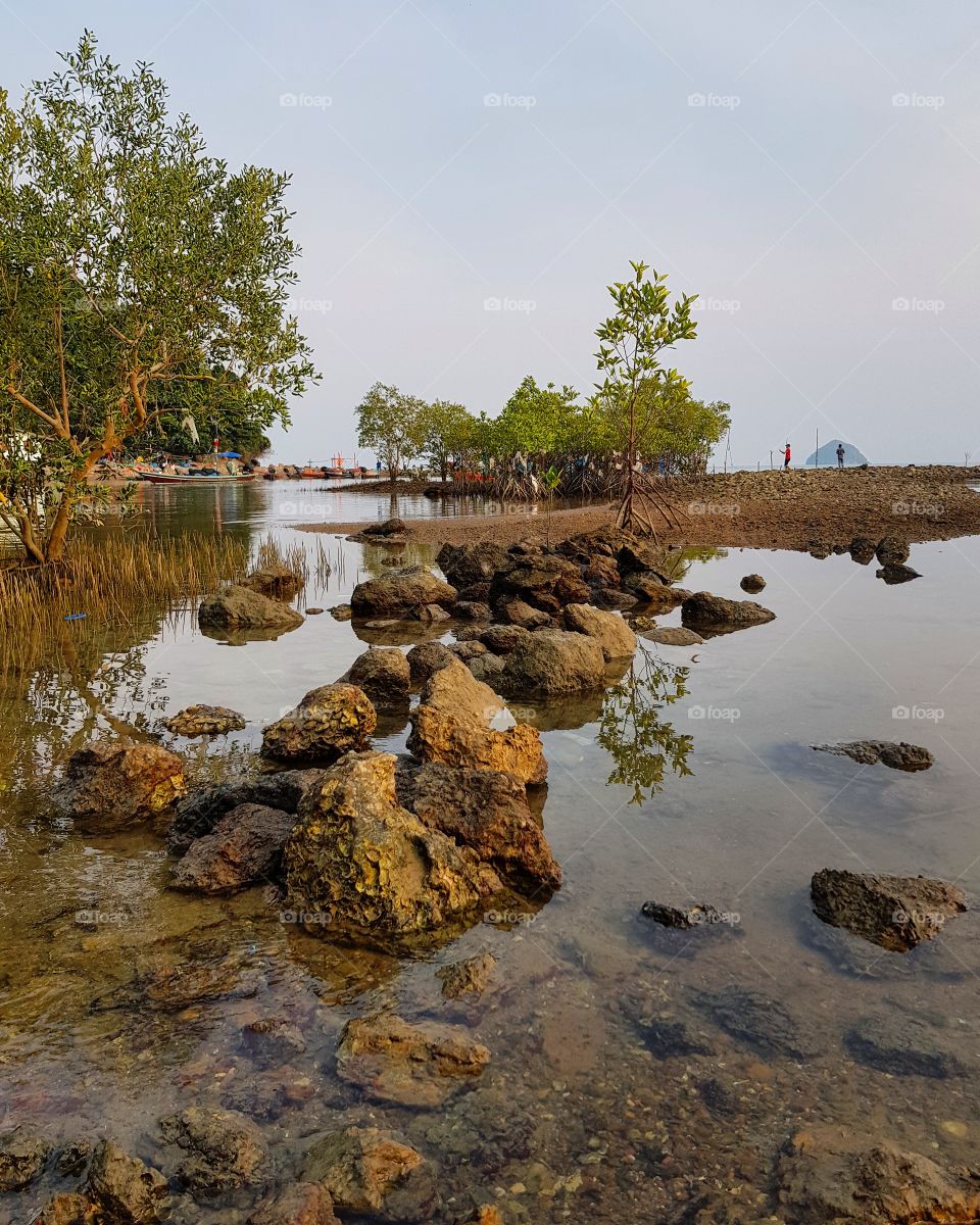 Stones and trees at the coast
