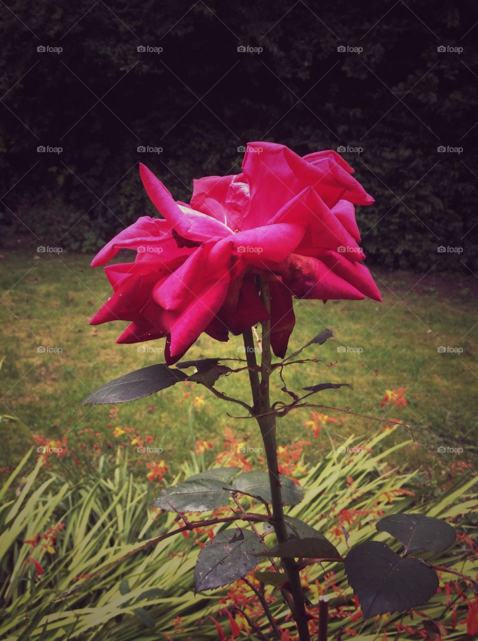 Rose. Garden