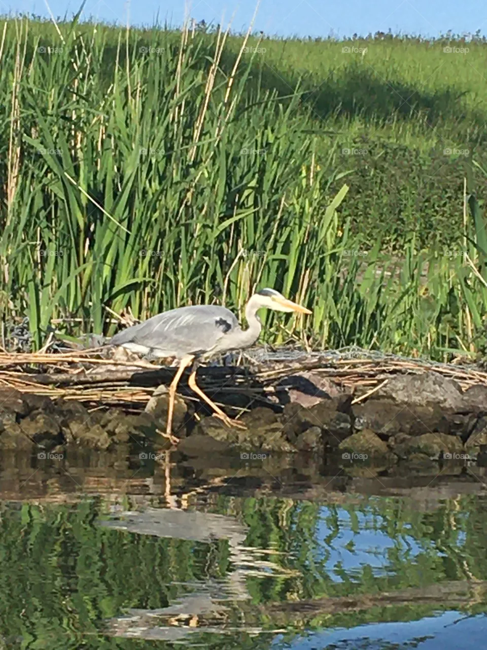 Heron at the Brielse lake in the Netherlands