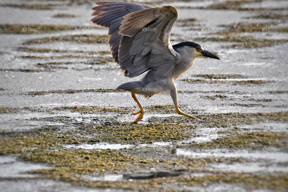 Black crowned Night Heron 