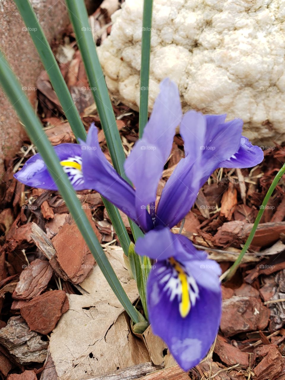 Miniature Iris