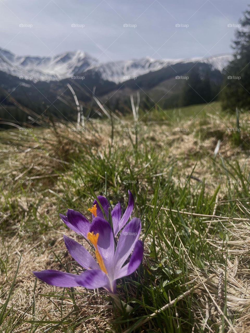 Crocuses against the background of mountains