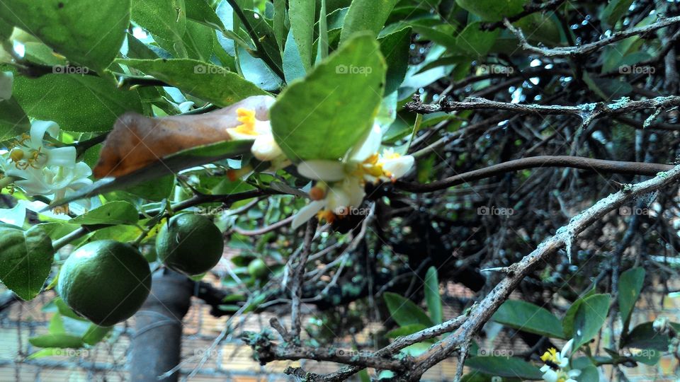 Pollination of lemon