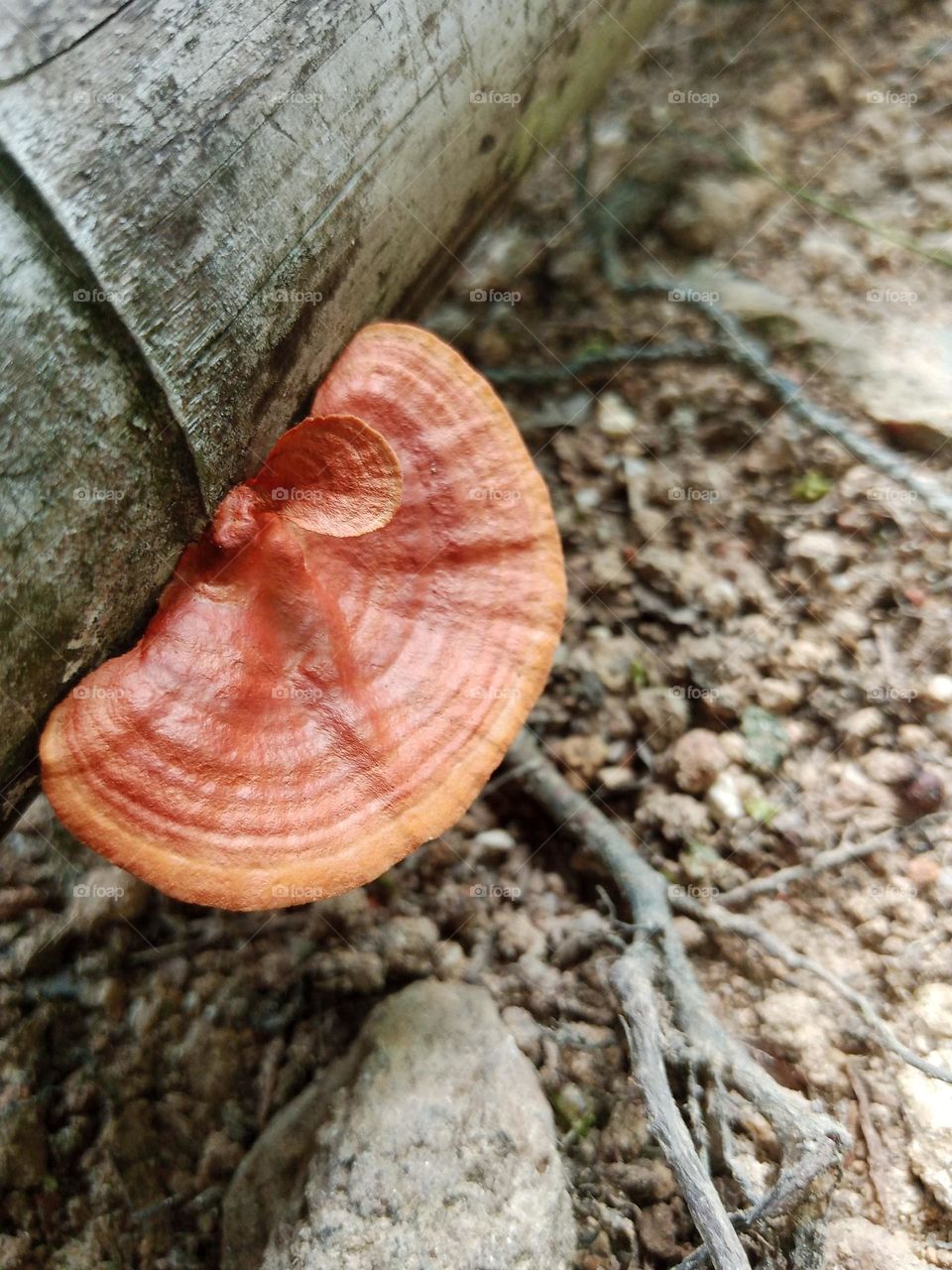 A type of mushroom that is not eaten.