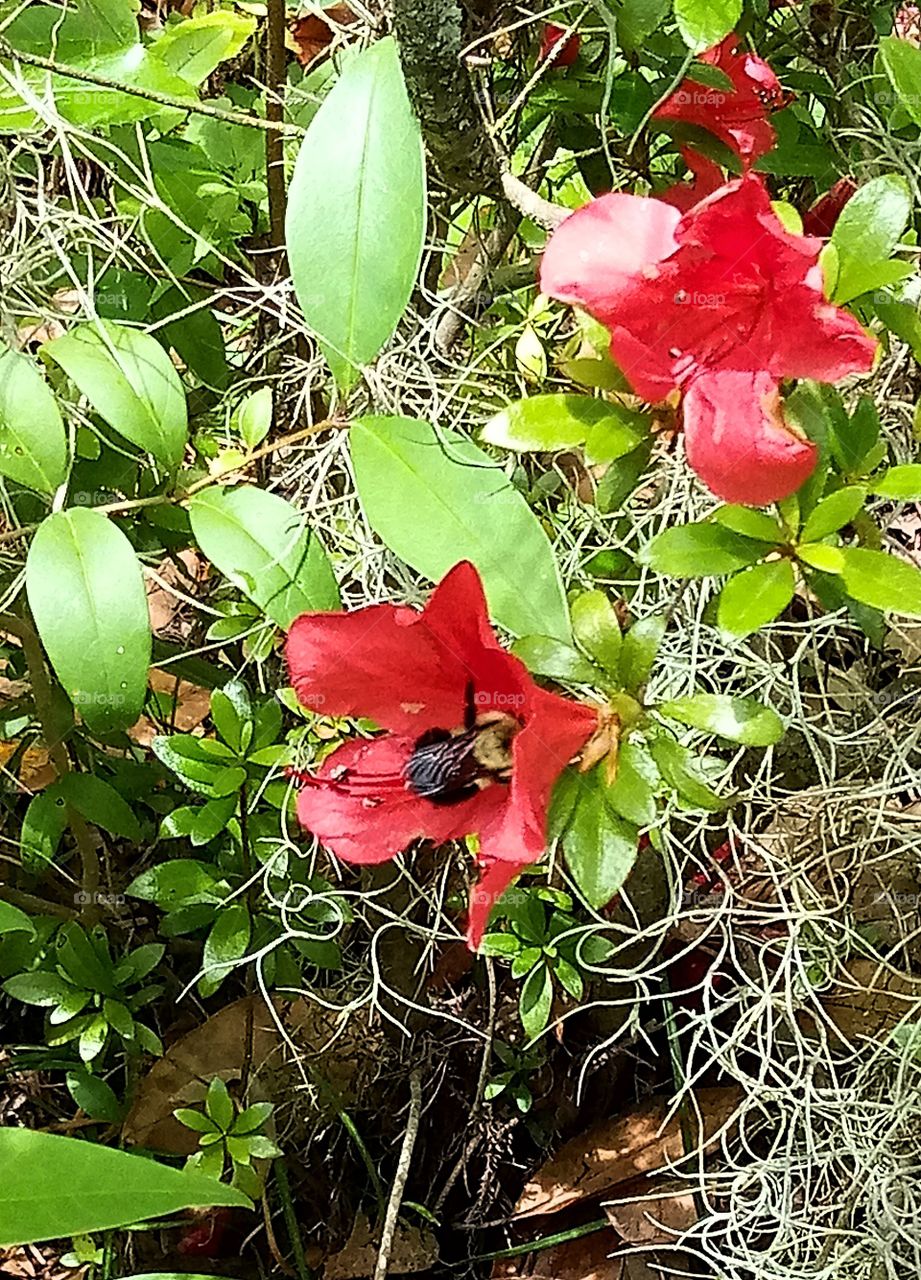 a bee gathering pollen from a red flower